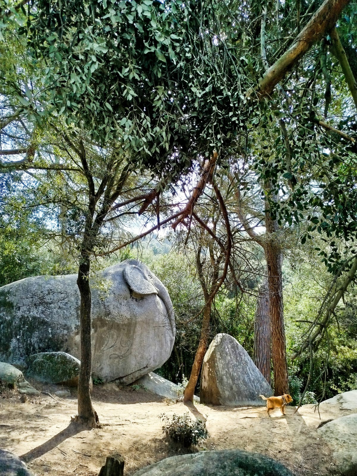 Gran roca entre árboles y vegetación observada durante una paseada aromática