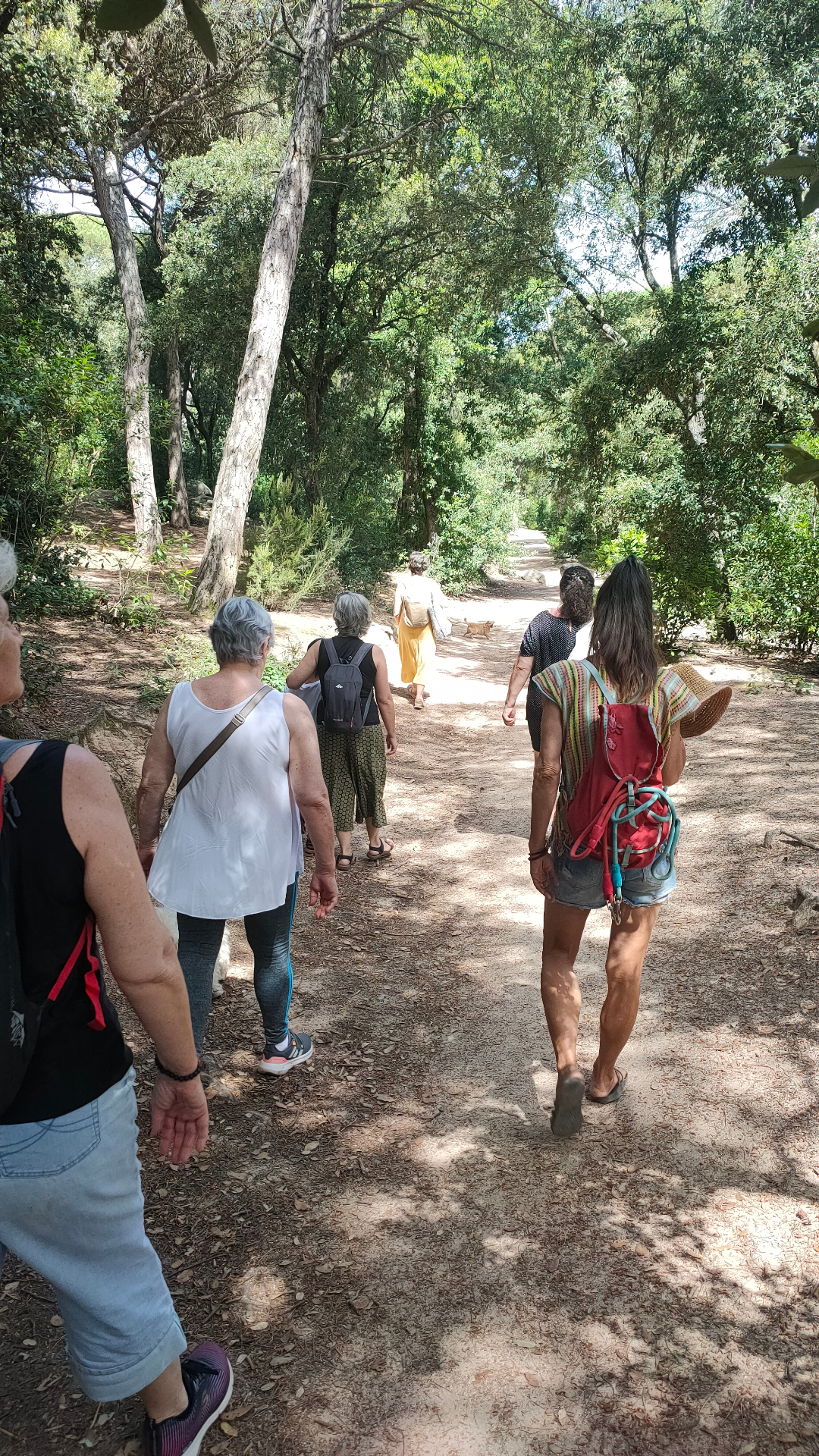 Grupo caminando por un sendero amplio bajo los árboles durante una paseada aromática de verano